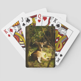 Jonge Buck Bicycle-speelkaarten Pokerkaarten