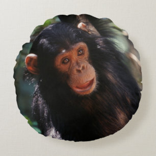 Jonge chimpansee rond kussen