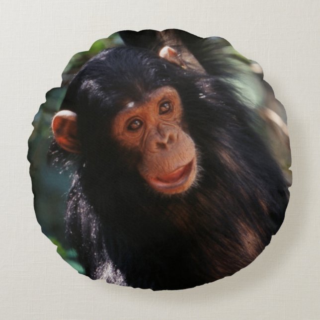 jonge chimpansee rond kussen (Voorkant)