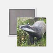 Jonge dassenmagneet magneet (Voorkant / Achterkant)