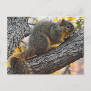 Jonge eekhoorn in de boom briefkaart