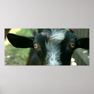 Jonge geitenpoep. poster