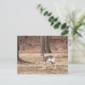 Jonge gevlekte herten feestdagenkaart (Staand voorkant)