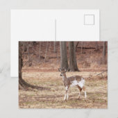 Jonge gevlekte herten feestdagenkaart (Voorkant / Achterkant)