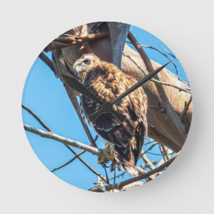 Jonge havik wandklok Wilde vogels kunst Ronde Klok