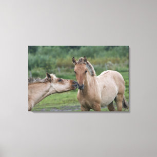 Jonge Henson-paarden die elkaar ontmoeten Canvas Afdruk