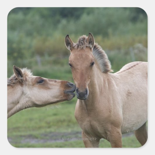 Jonge Henson-paarden die elkaar ontmoeten Vierkante Sticker (Voorkant)
