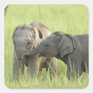 Jonge Indische / Aziatische olifanten Vierkante Sticker