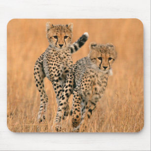 Jonge jachtluipaarden (Acinonyx Jubatus) hardlopen Muismat