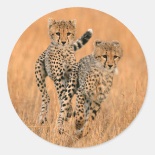 Jonge jachtluipaarden (Acinonyx Jubatus) hardlopen Ronde Sticker