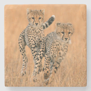 Jonge jachtluipaarden (Acinonyx Jubatus) hardlopen Stenen Onderzetter