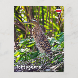 Jonge kaal-keel tijgerreiger in Tortuguero Briefkaart