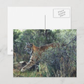 jonge kat, centraal-Oregon Briefkaart (Voorkant / Achterkant)