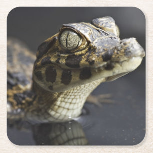 Jonge kayman in water met reflectie vierkante kartonnen onderzetter