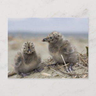 Jonge kip briefkaart