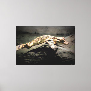 Jonge Krokodil op een Rots Canvas Afdruk