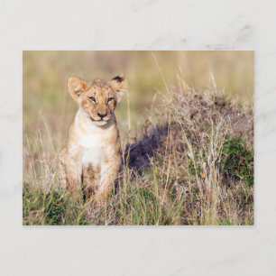 Jonge leeuw briefkaart