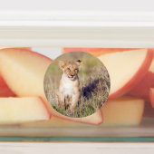 Jonge leeuw labels (Aangebracht)