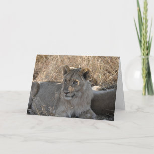 Jonge Leeuw, Tanzania Kaart