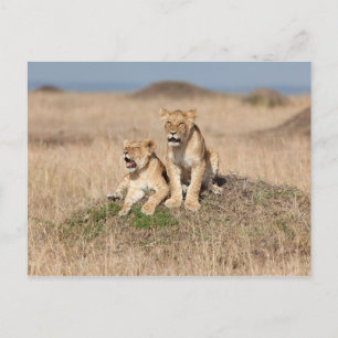 Jonge leeuwen briefkaart
