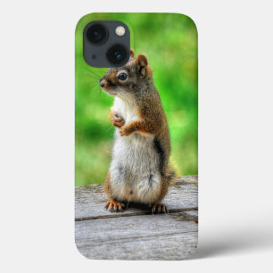 Jonge mannelijke eekhoorn staande natuurfotografie iPhone 13 hoesje