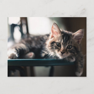 Jonge Mannelijke Tabby Kat 2 Briefkaart