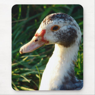 Jonge Muscovy Hen Eend Muismat