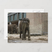 Jonge nieuwsgierige olifant briefkaart (Voorkant / Achterkant)