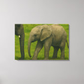 Jonge olifant met voogd in grasreservaat canvas afdruk (Voorkant)
