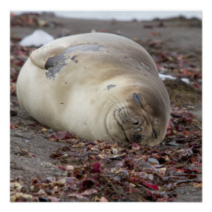 Jonge olifantenzeehond perfect poster