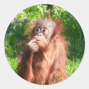 Jonge orang-oetan diep in gedachten ronde sticker