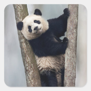 Jonge Panda die een boom beklimt, China Vierkante Sticker