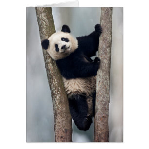 Jonge panda klimt in een boom, China