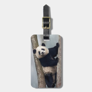 Jonge panda klimt in een boom, China Bagagelabel
