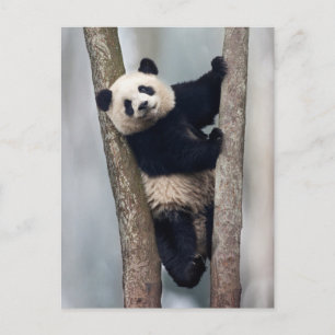 Jonge panda klimt in een boom, China Briefkaart