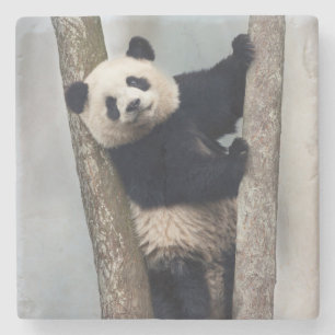 Jonge panda klimt in een boom, China Stenen Onderzetter