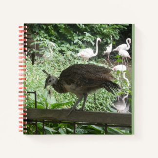 Jonge Pauw met Flamingo's Notitieboek