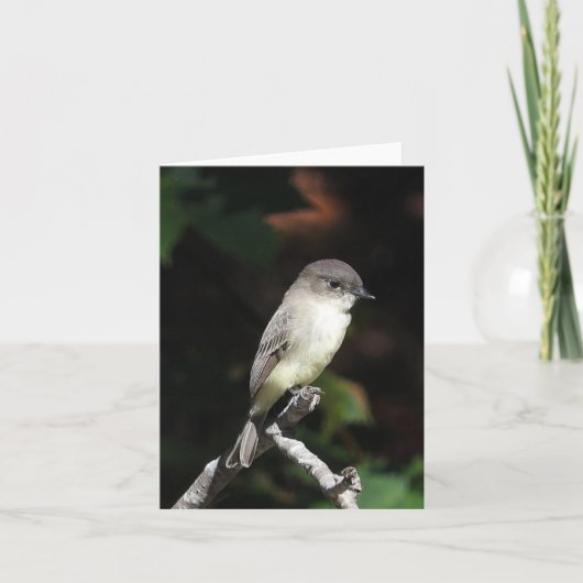 Jonge Phoeden in Kaart (Voorkant)