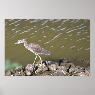 Jonge Reiger Poster