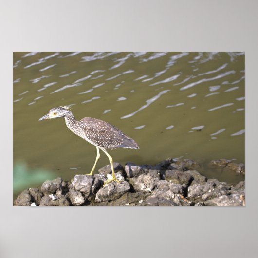 Jonge Reiger Poster (Voorkant)