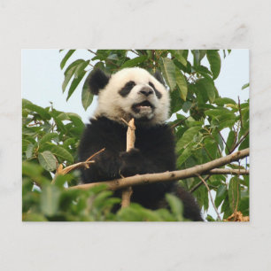 Jonge reus panda - briefkaart