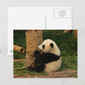 Jonge reuzenpanda briefkaart (Voorkant / Achterkant)