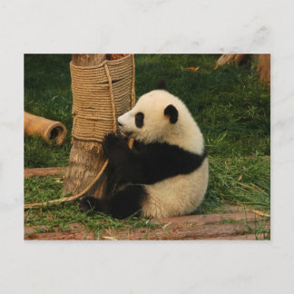 Jonge reuzenpanda briefkaart