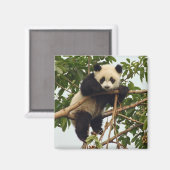 Jonge reuzenpanda magneet (Voorkant / Achterkant)