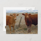 Jonge rode koeien - Western Briefkaart (Voorkant / Achterkant)