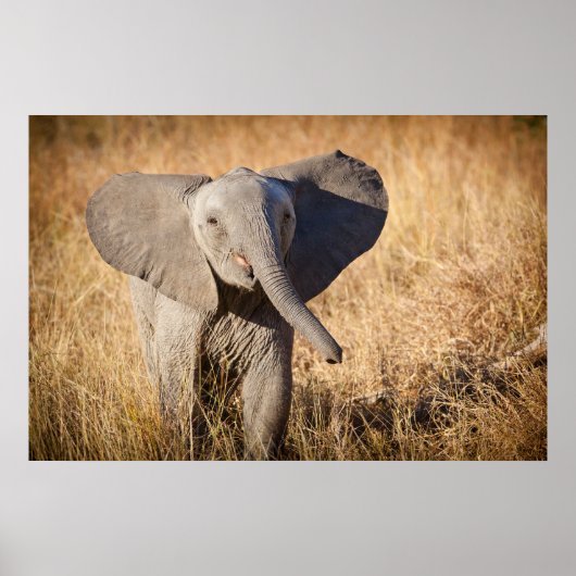 Jonge savanneolifant poster (Voorkant)