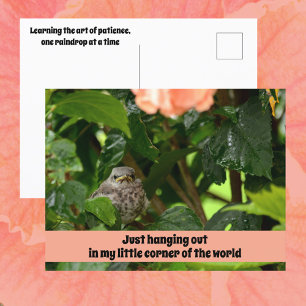 Jonge Spotvogel Cute Natuurfotografie Briefkaart
