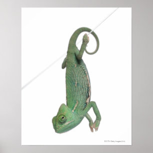 Jonge veegelkameleon, Chamaeleo calyptratus Poster