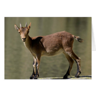 Jonge vrouw wilde geit, Iberische ibex, Spanje