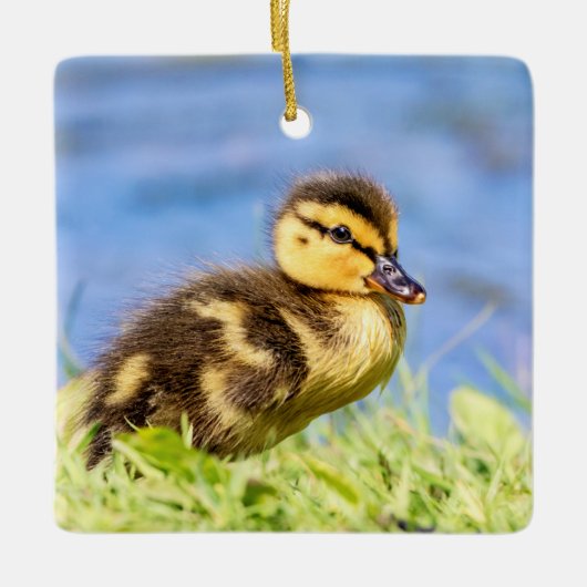 Jonge wilde eend keramisch ornament (Voorkant)